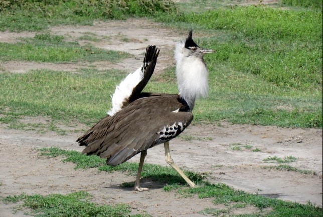 Photo of Kori Bustard