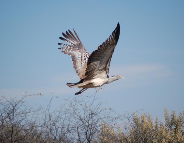 Photo of Kori Bustard