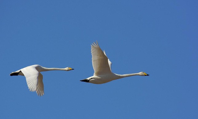 Photo of Whooper Swan