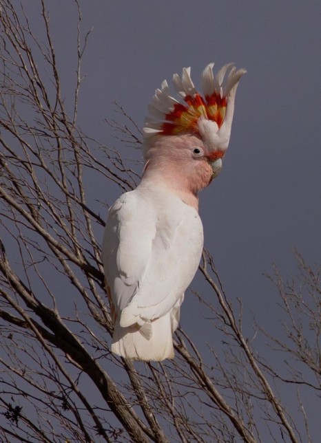 Photo of Pink Cockatoo