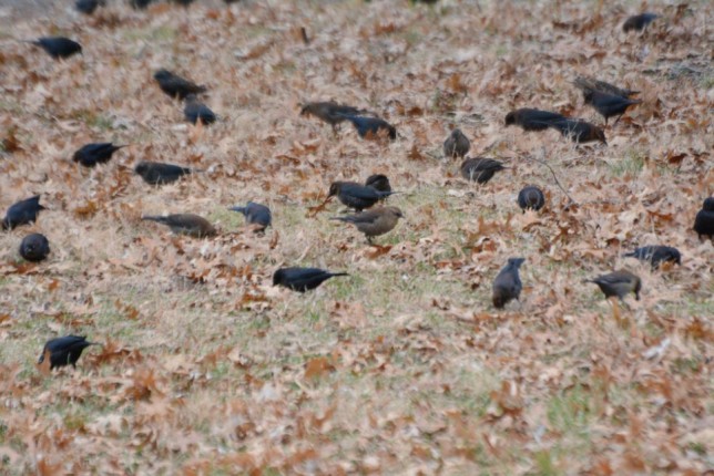 Photo of Rusty Blackbird