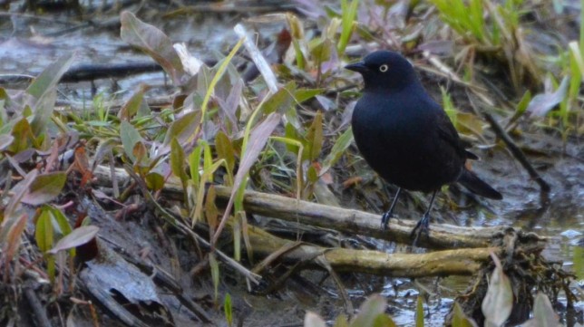 Photo of Rusty Blackbird