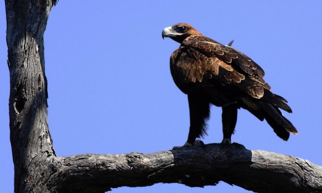 Photo of Wedge-tailed Eagle