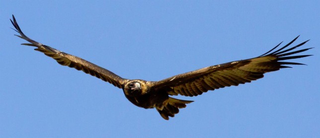 Photo of Wedge-tailed Eagle