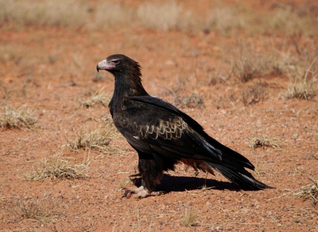 Photo of Wedge-tailed Eagle
