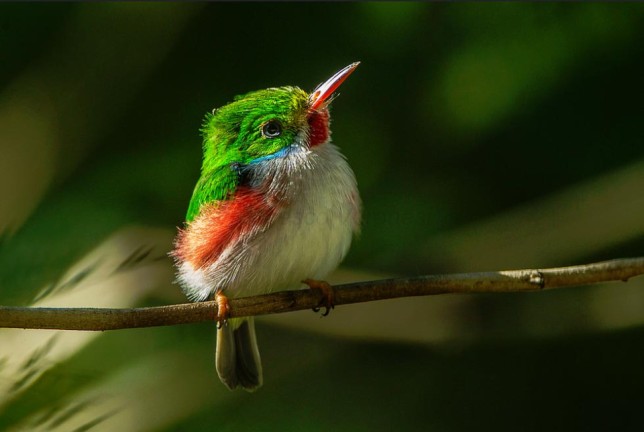 Photo of Cuban Tody