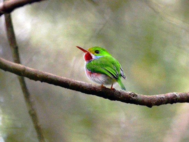 Photo of Cuban Tody
