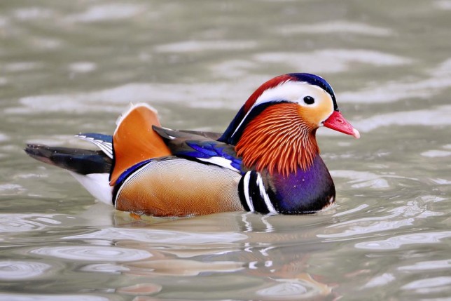 Photo of Mandarin Duck