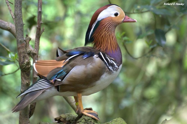 Photo of Mandarin Duck