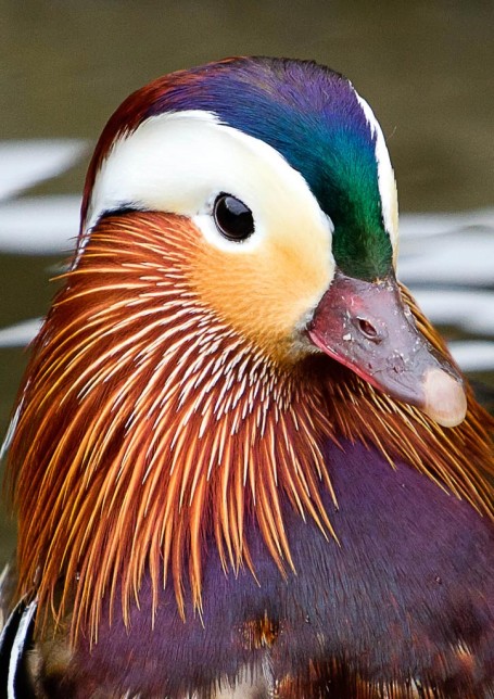 Photo of Mandarin Duck