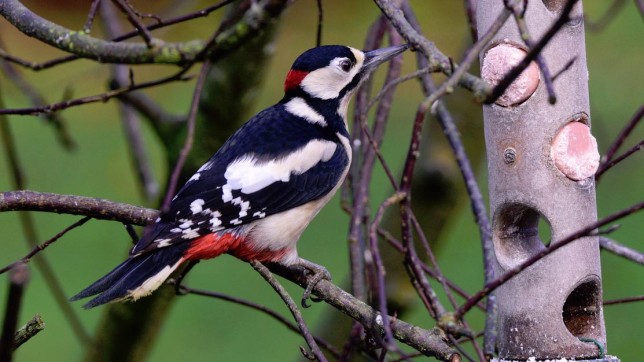 Photo of Great Spotted Woodpecker