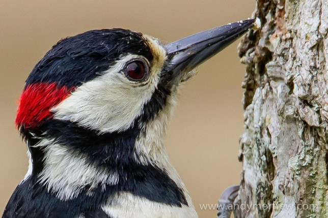 Photo of Great Spotted Woodpecker