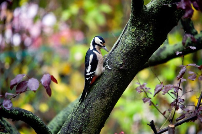 Photo of Great Spotted Woodpecker