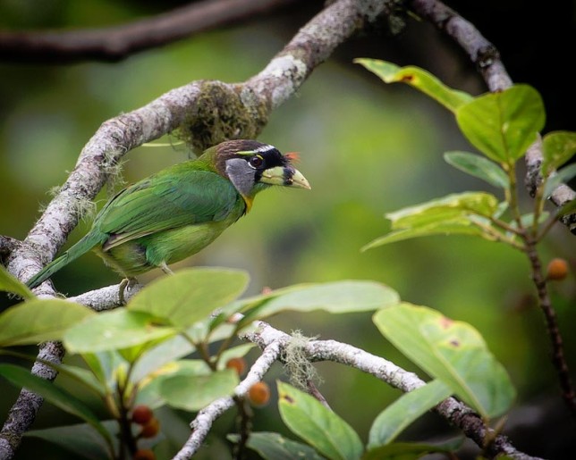 Photo of Fire-tufted Barbet