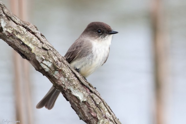 Photo of Eastern Phoebe