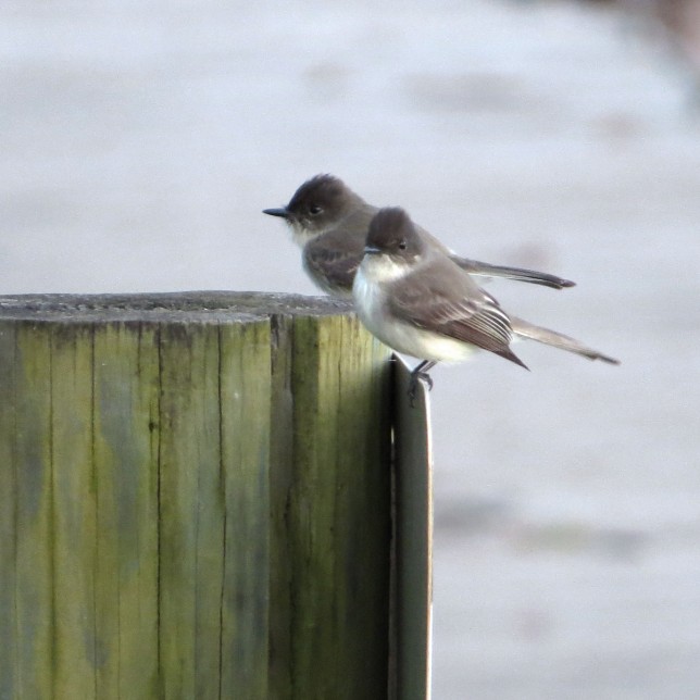 Photo of Eastern Phoebe