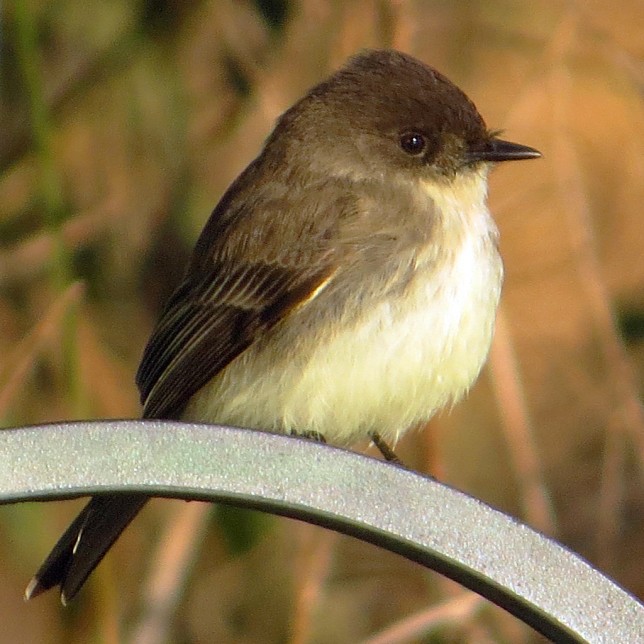 Photo of Eastern Phoebe