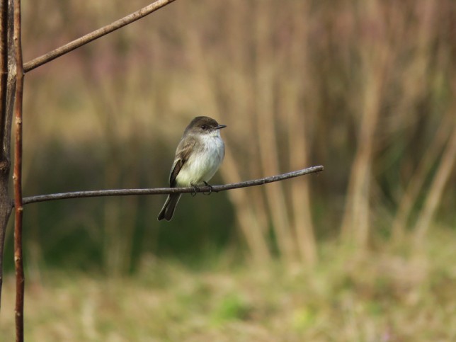 Photo of Eastern Phoebe