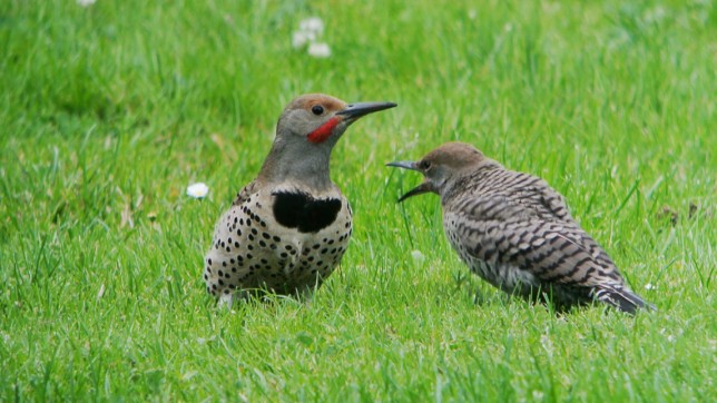 Photo of Northern Flicker