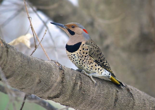 Photo of Northern Flicker