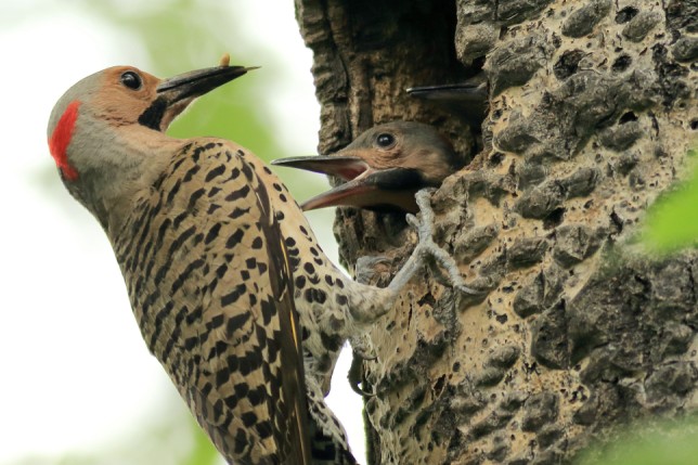 Photo of Northern Flicker