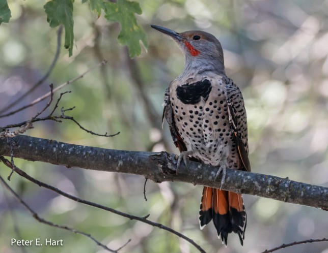 Photo of Northern Flicker