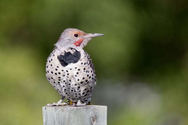 Photo of Northern Flicker