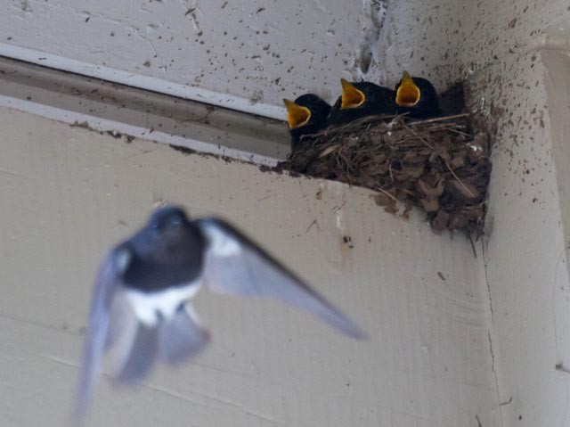 Photo of Black Phoebe