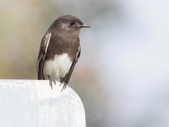 Photo of Black Phoebe