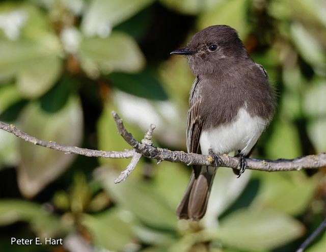 Photo of Black Phoebe