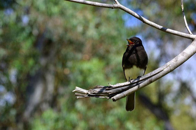 Photo of Black Phoebe