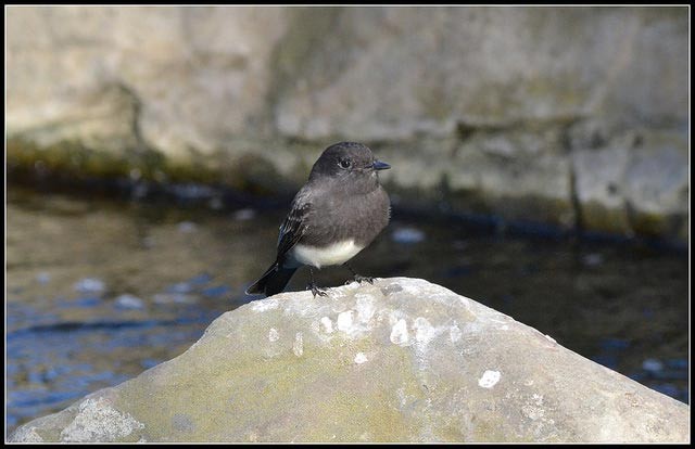 Photo of Black Phoebe