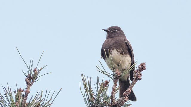 Photo of Black Phoebe