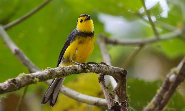 Photo of Collared Redstart