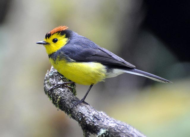 Photo of Collared Redstart