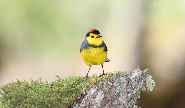 Photo of Collared Redstart
