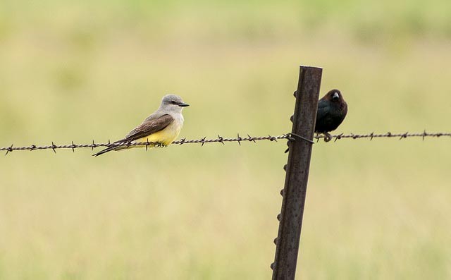 Photo of Western Kingbird