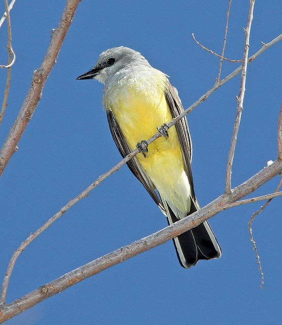 Photo of Western Kingbird