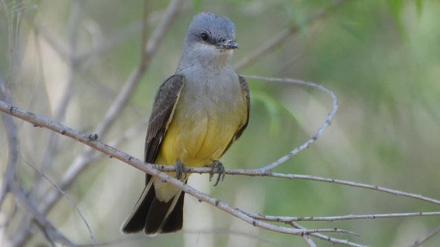 Photo of Western Kingbird