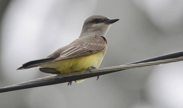 Photo of Western Kingbird