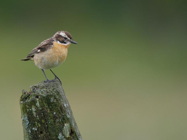 Photo of Whinchat