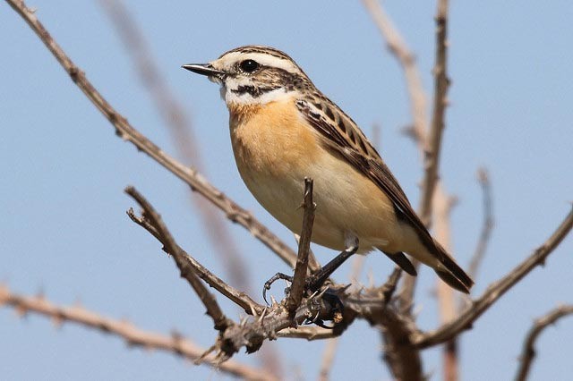 Photo of Whinchat