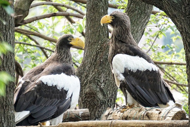 Photo of Steller's Sea Eagle