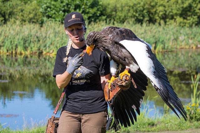 Photo of Steller's Sea Eagle
