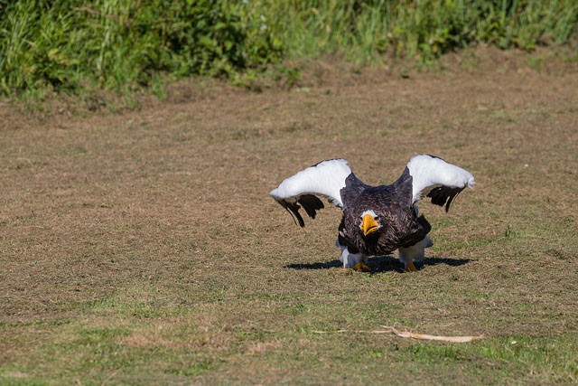 Photo of Steller's Sea Eagle