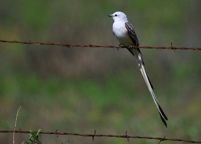 Photo of Scissor-tailed Flycatcher