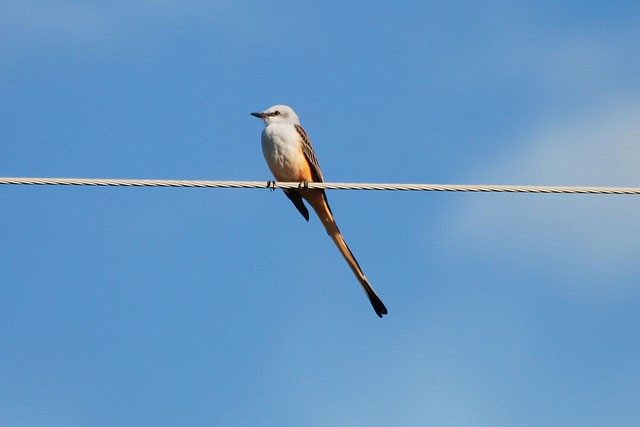 Photo of Scissor-tailed Flycatcher