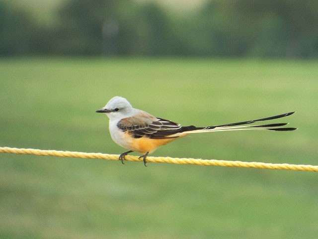 Photo of Scissor-tailed Flycatcher