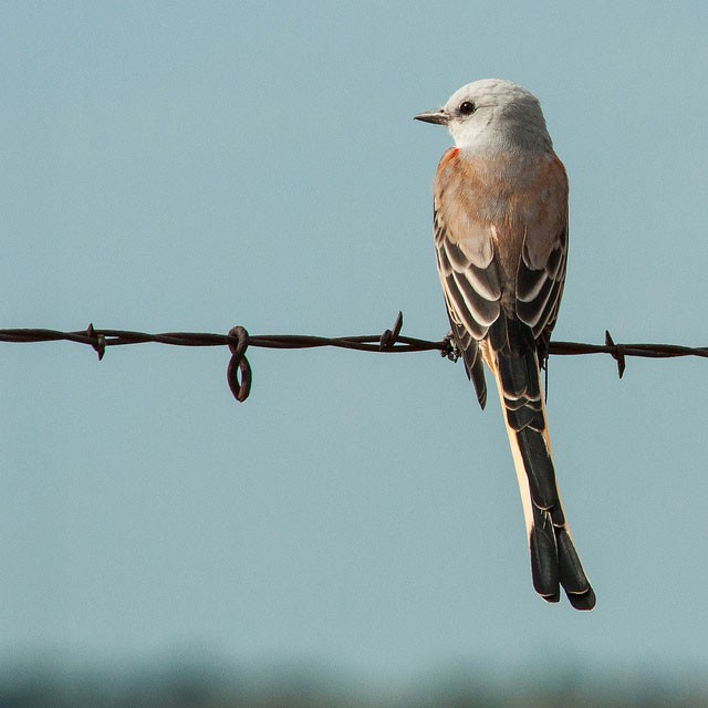 Photo of Scissor-tailed Flycatcher