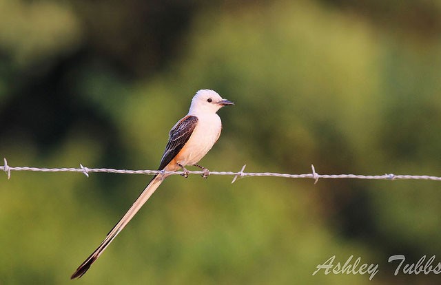 Photo of Scissor-tailed Flycatcher